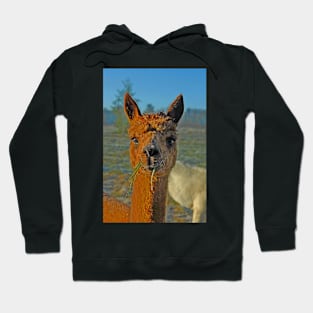 Alpaca Hoodie